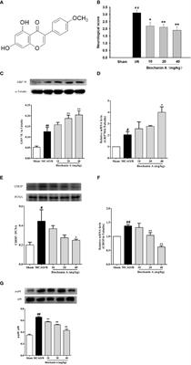 Biochanin A Alleviates Cerebral Ischemia/Reperfusion Injury by Suppressing Endoplasmic Reticulum Stress-Induced Apoptosis and p38MAPK Signaling Pathway In Vivo and In Vitro